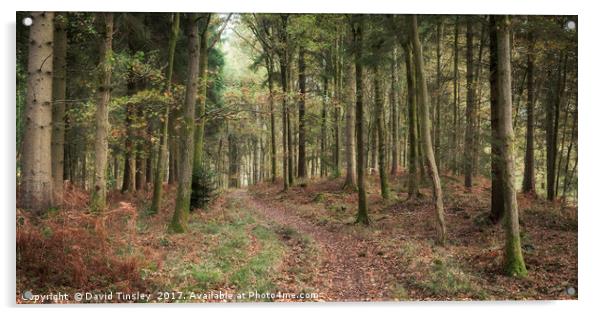 Oakenhill Woods Acrylic by David Tinsley