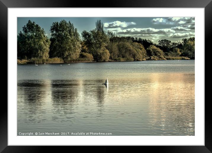 Swan Dive Framed Mounted Print by Iain Merchant