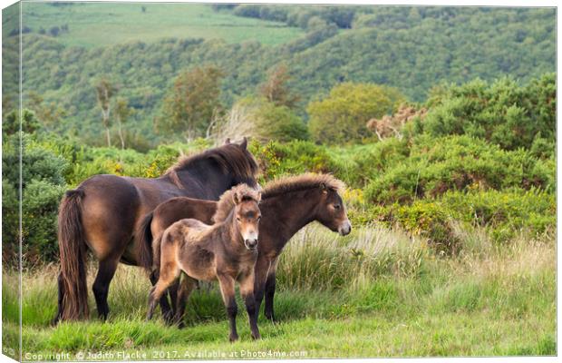 Exmoor ponies, family group Canvas Print by Judith Flacke