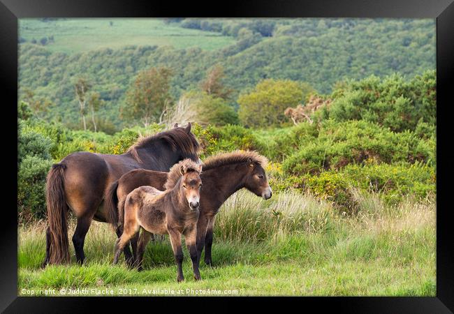 Exmoor ponies, family group Framed Print by Judith Flacke