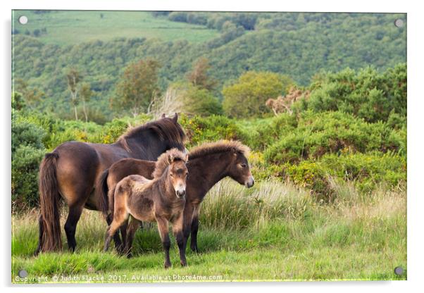 Exmoor ponies, family group Acrylic by Judith Flacke