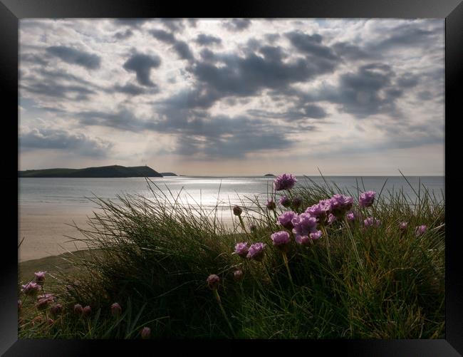 Sea Thrift in Cornwall Framed Print by Jon Rendle