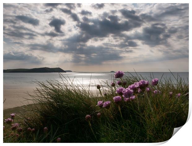 Sea Thrift in Cornwall Print by Jon Rendle