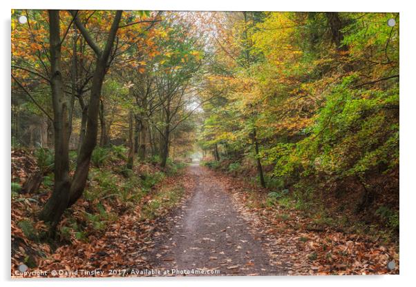 Autumn Cycle Path Acrylic by David Tinsley