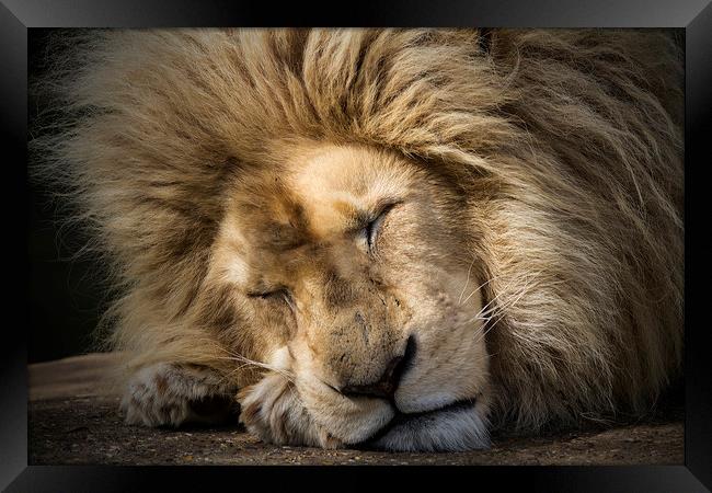 The Lion Sleeps Tonight Framed Print by Darren Willmin