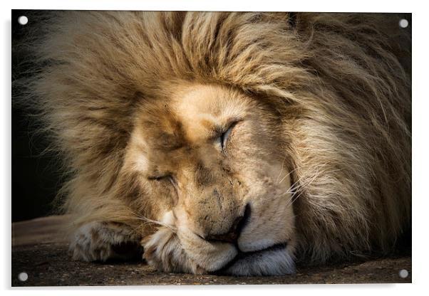 The Lion Sleeps Tonight Acrylic by Darren Willmin