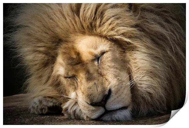 The Lion Sleeps Tonight Print by Darren Willmin