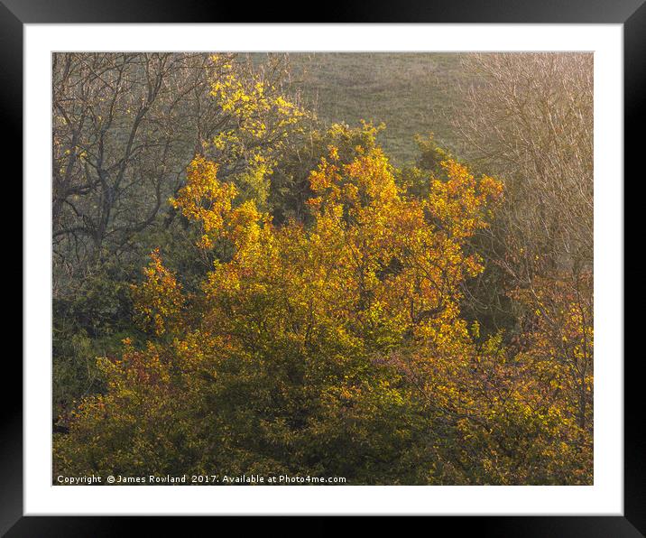 Golden Morning Framed Mounted Print by James Rowland