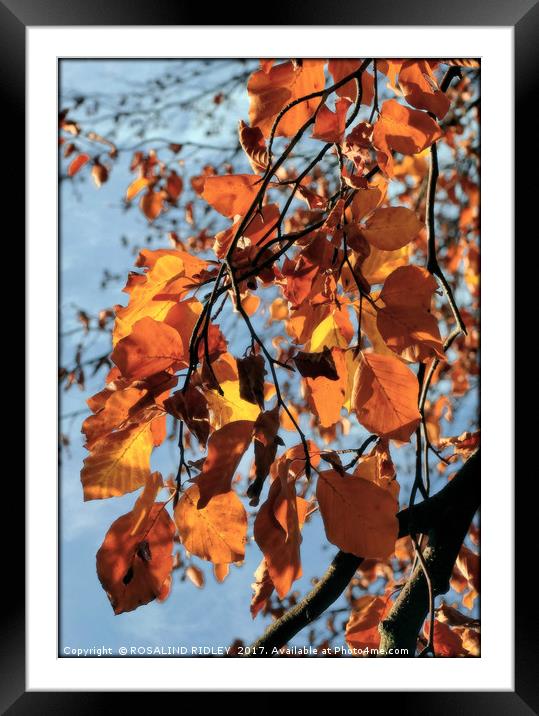 "The Falling leaves...." Framed Mounted Print by ROS RIDLEY
