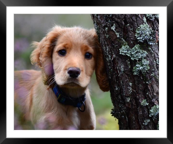 Cocker Spaniel Framed Mounted Print by Macrae Images