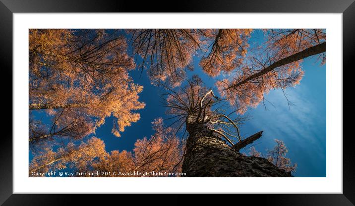 Larch Trees in Gateshead Framed Mounted Print by Ray Pritchard