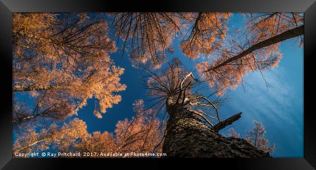 Larch Trees in Gateshead Framed Print by Ray Pritchard