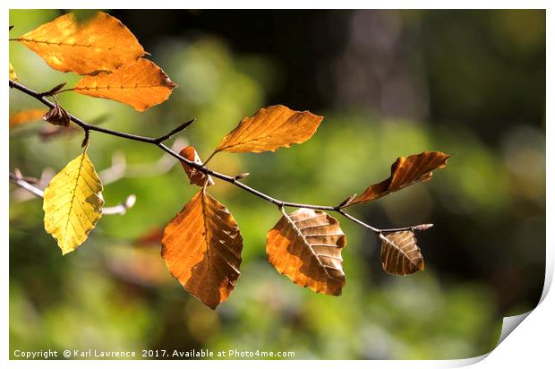 Autumn Leaves Print by Karl Lawrence