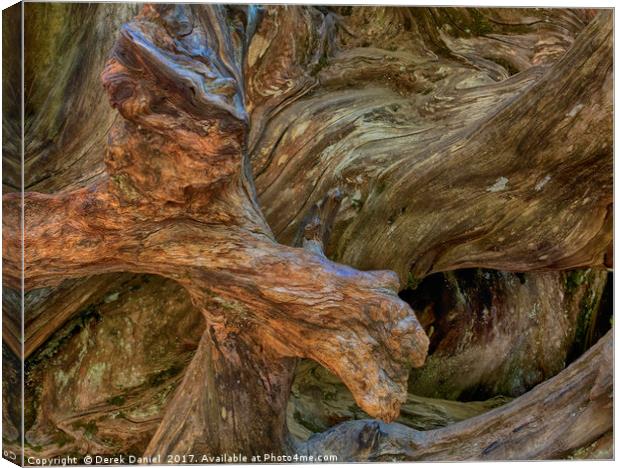 Tree Root, Mariposa Grove, Yosemite Canvas Print by Derek Daniel