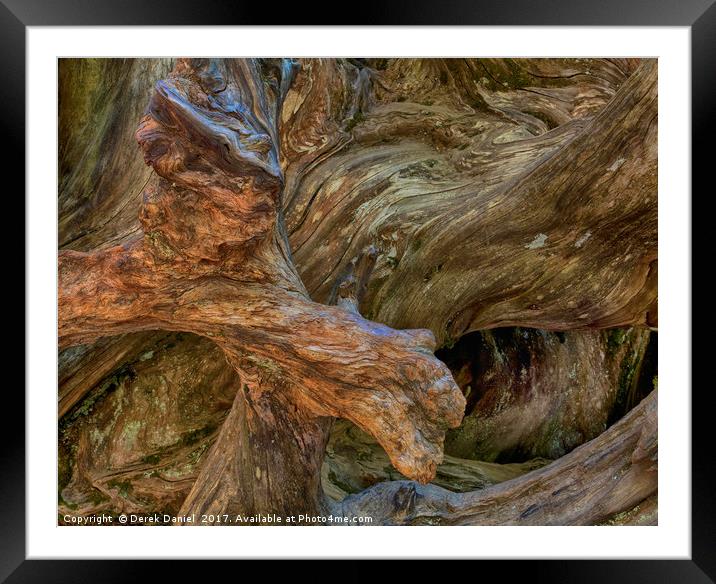 Tree Root, Mariposa Grove, Yosemite Framed Mounted Print by Derek Daniel