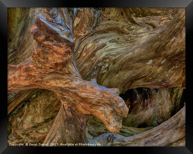 Tree Root, Mariposa Grove, Yosemite Framed Print by Derek Daniel