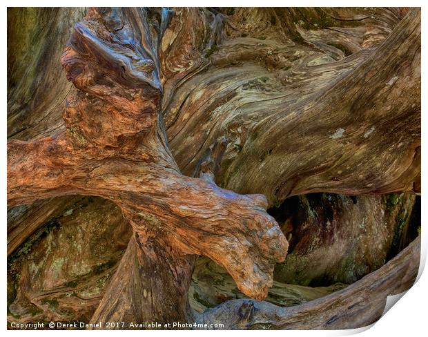 Tree Root, Mariposa Grove, Yosemite Print by Derek Daniel