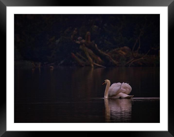 Swan Framed Mounted Print by Victor Burnside