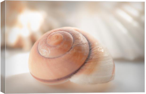Shell brown Emotion Canvas Print by Tanja Riedel