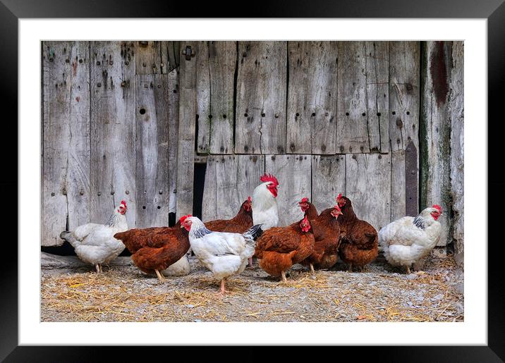 Farmyard Chickens Framed Mounted Print by Jason Connolly