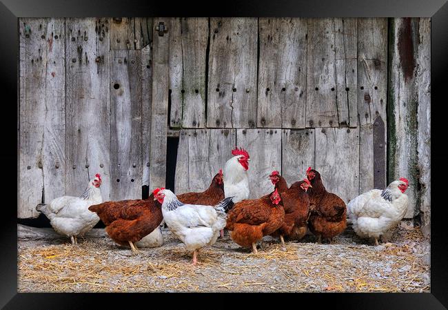 Farmyard Chickens Framed Print by Jason Connolly