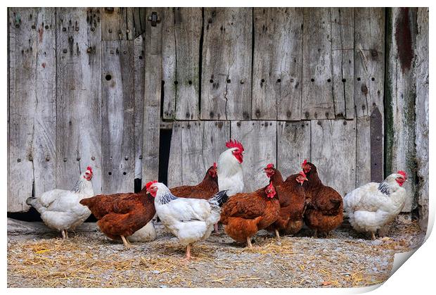 Farmyard Chickens Print by Jason Connolly
