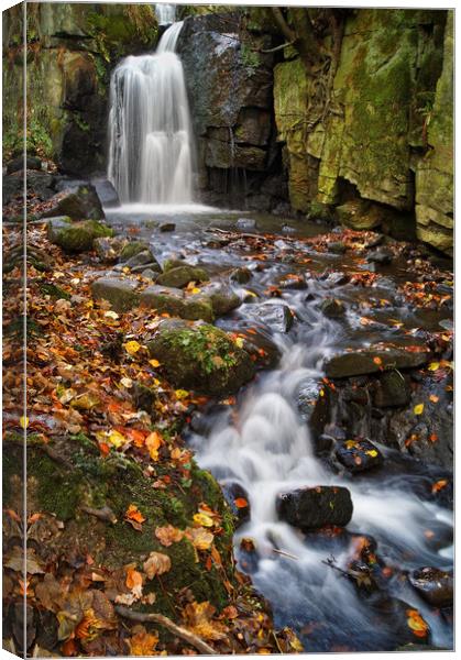 Lumsdale Falls Near Matlock                     Canvas Print by Darren Galpin