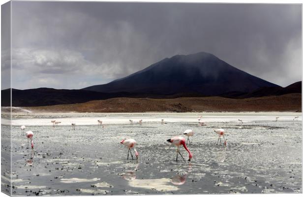 Flamingo's On A Salt Lake, Bolivia  Canvas Print by Aidan Moran