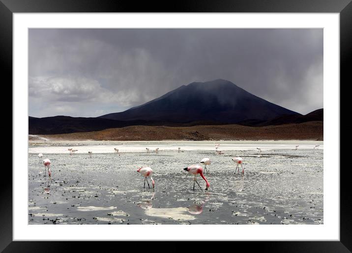 Flamingo's On A Salt Lake, Bolivia  Framed Mounted Print by Aidan Moran