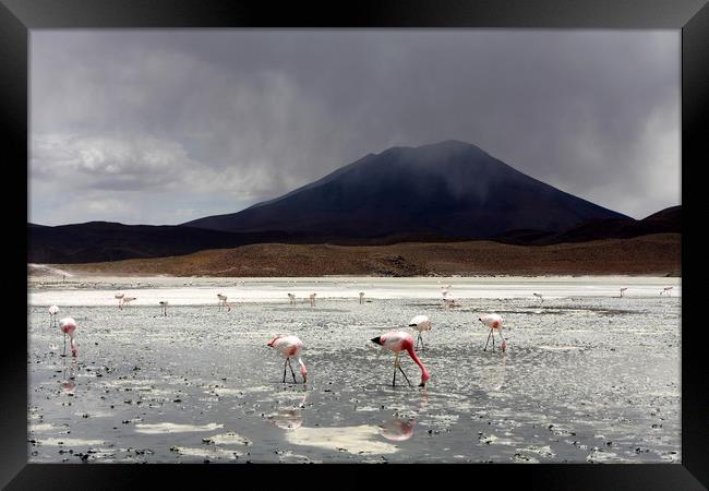 Flamingo's On A Salt Lake, Bolivia  Framed Print by Aidan Moran