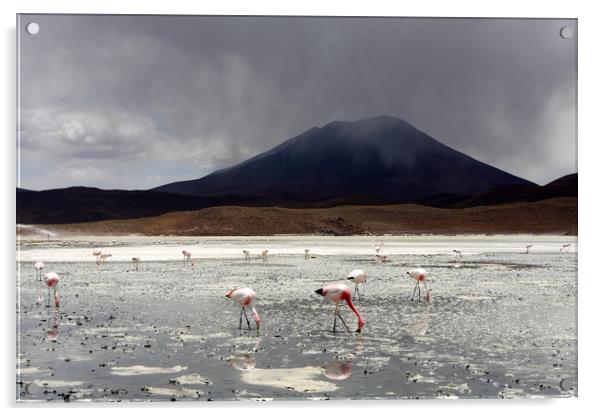 Flamingo's On A Salt Lake, Bolivia  Acrylic by Aidan Moran