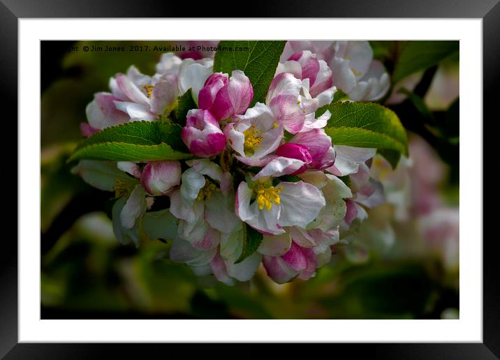 Apple blossom time Framed Mounted Print by Jim Jones
