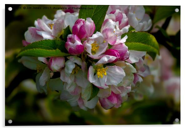 Apple blossom time Acrylic by Jim Jones