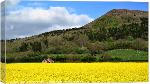 Skirrid's Rapeseed Yellow Symphony. Canvas Print by Philip Veale
