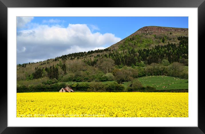 Skirrid's Rapeseed Yellow Symphony. Framed Mounted Print by Philip Veale