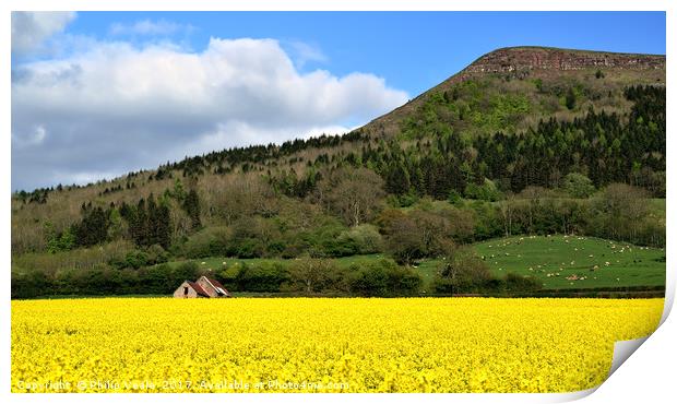 Skirrid's Rapeseed Yellow Symphony. Print by Philip Veale