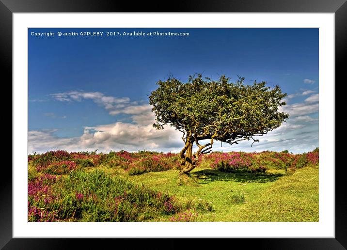 Lone Tree On The Quantocks Framed Mounted Print by austin APPLEBY