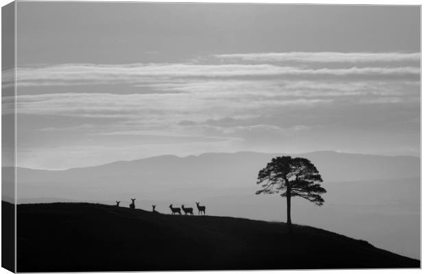 Silhouettes  Canvas Print by Macrae Images