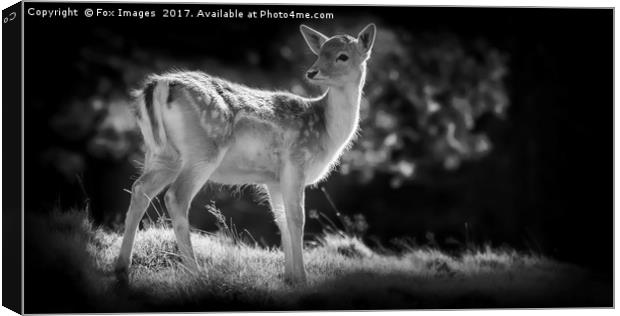 Young Fallow Deer Canvas Print by Derrick Fox Lomax