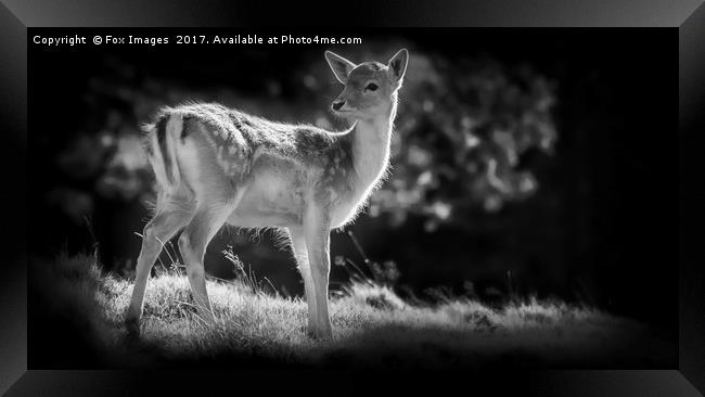 Young Fallow Deer Framed Print by Derrick Fox Lomax