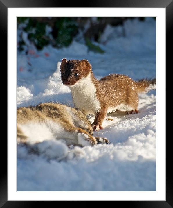 Stoat Framed Mounted Print by Robert Geldard