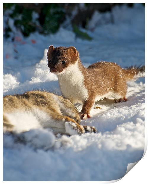 Stoat Print by Robert Geldard