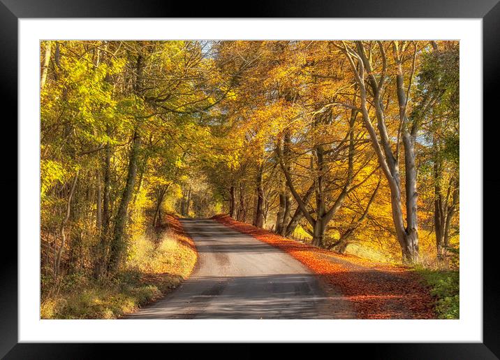 Autumn Trees Framed Mounted Print by Dawn Cox