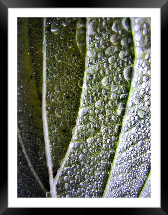 dewdrops and shadows Framed Mounted Print by Heather Newton