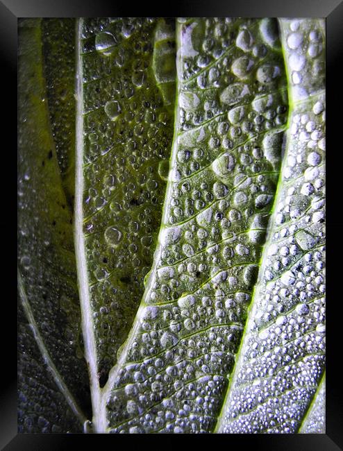 dewdrops and shadows Framed Print by Heather Newton