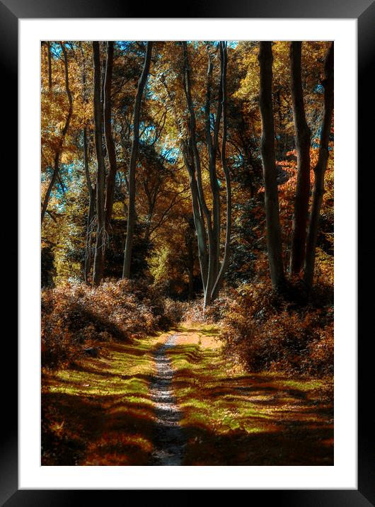 Tall Trees Framed Mounted Print by Dawn Cox