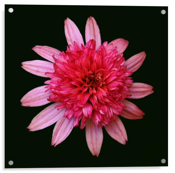 Glorious Pink Close-Up Acrylic by james balzano, jr.