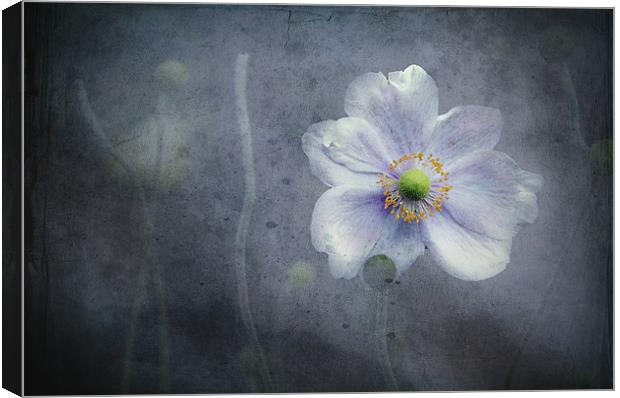 The last flower of Summer, pink Anemone Japonica Canvas Print by K. Appleseed.