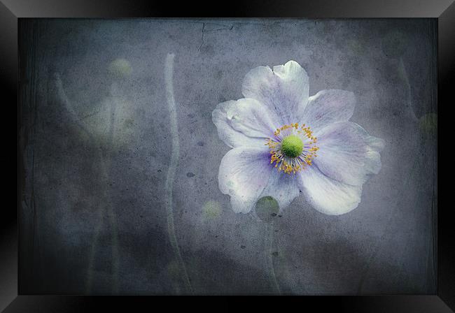 The last flower of Summer, pink Anemone Japonica Framed Print by K. Appleseed.
