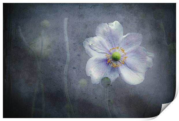 The last flower of Summer, pink Anemone Japonica Print by K. Appleseed.